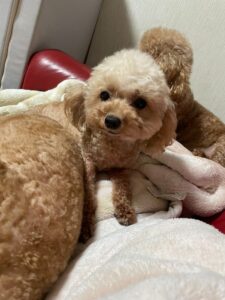 アイカドールかもの母犬「みさ」（トイプードル）