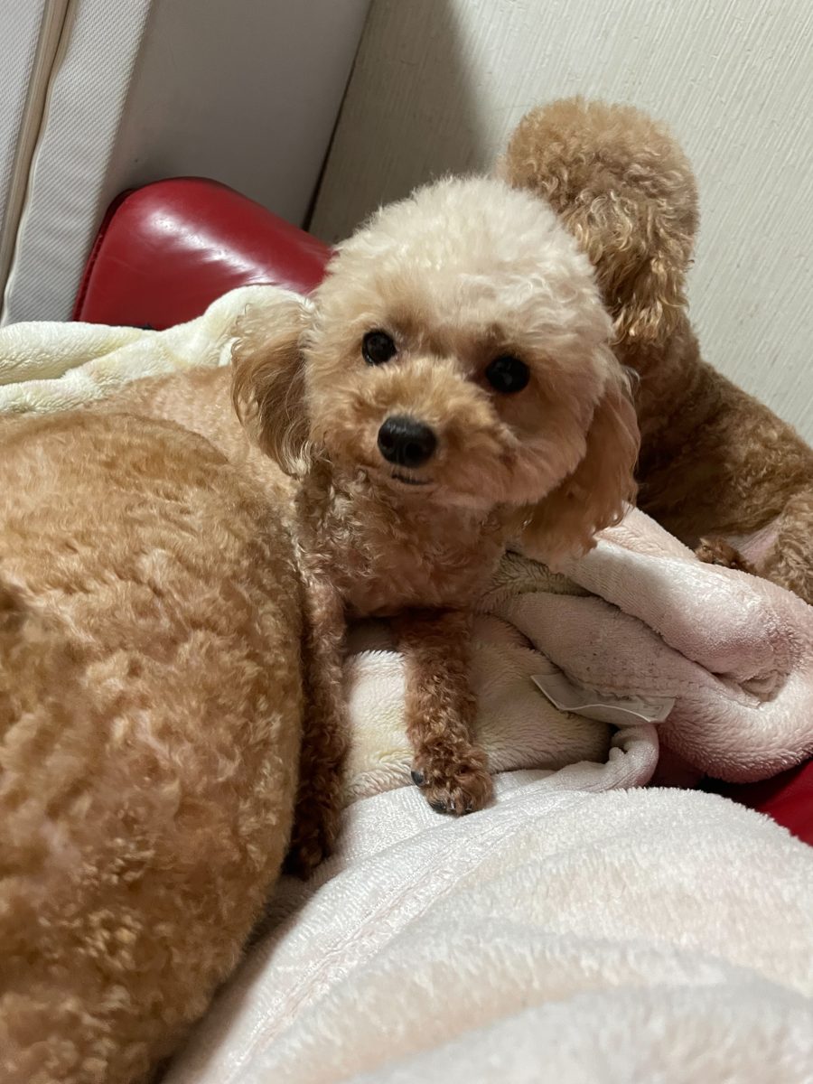 アイカドールかもの母犬「みさ」（トイプードル・クリーム系アプリコット）