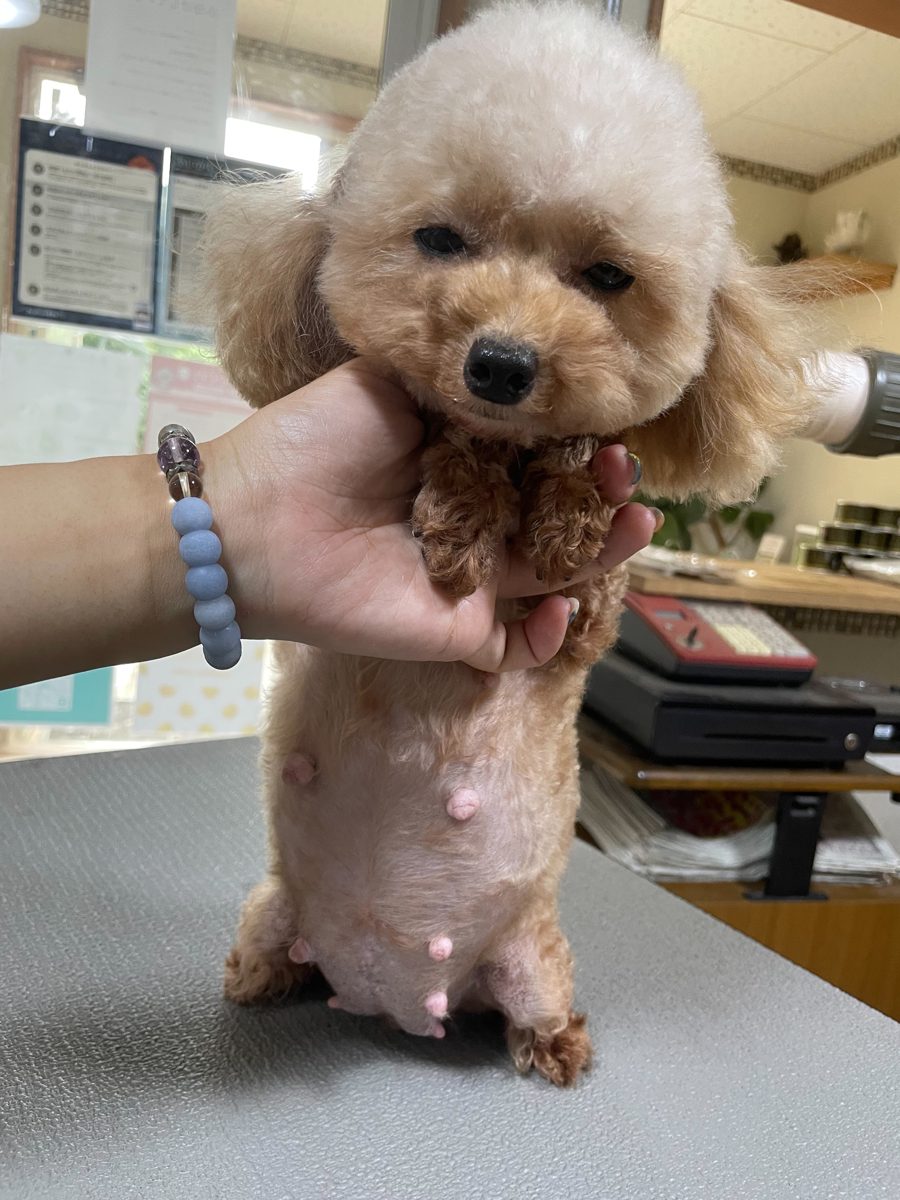 アイカドールかもの母犬「みさ」（トイプードル・クリーム系アプリコット）