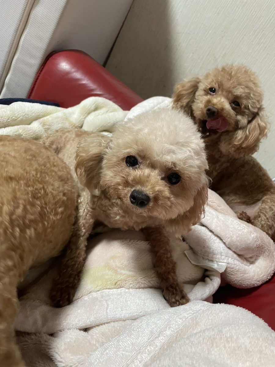 アイカドールかもの母犬「みさ」（トイプードル・クリーム系アプリコット）
