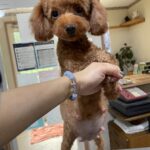 アイカドールかもの母犬「なのこ」（トイプードル・レッド）