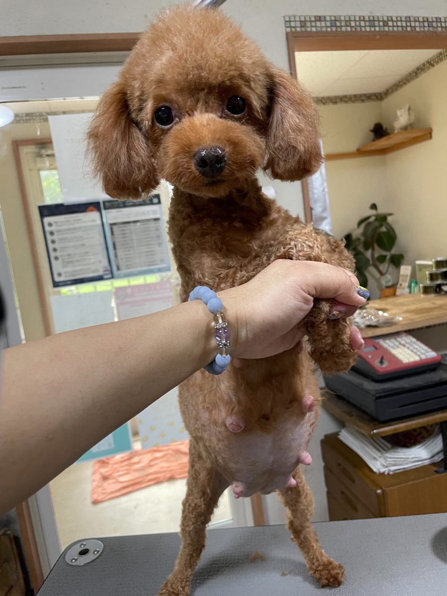 アイカドールかもの母犬「なのこ」（トイプードル・レッド）