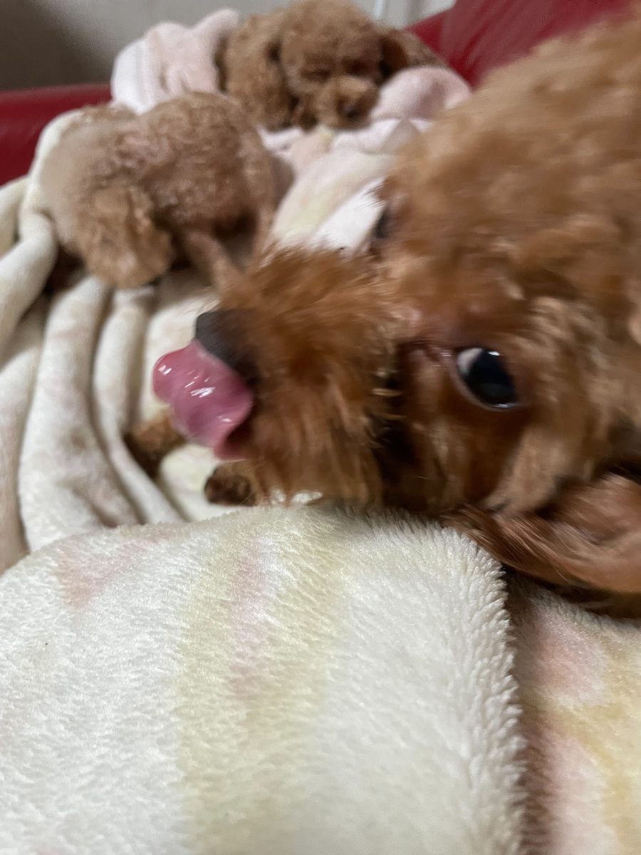 アイカドールかもの母犬「なのこ」（トイプードル・レッド）
