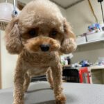 トイプードル トメちゃん（2026年9月・トリミング後）