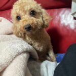 アイカドールかもの母犬「つくよみ」（トイプードル・アプリコット）