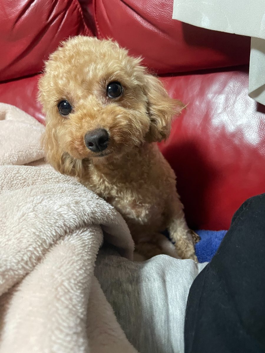 アイカドールかもの母犬「つくよみ」（トイプードル・アプリコット）