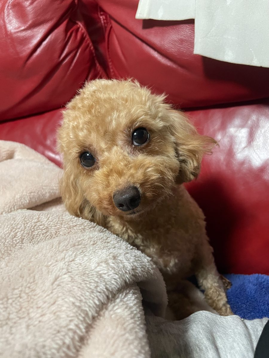 アイカドールかもの母犬「つくよみ」（トイプードル・アプリコット）