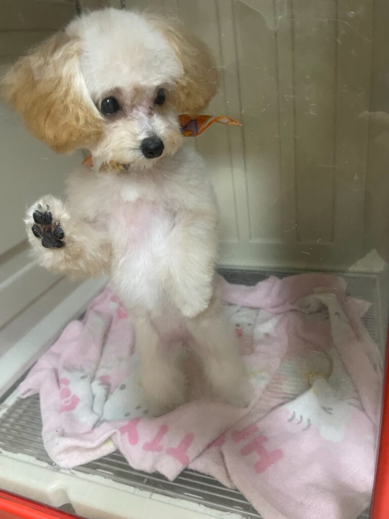 ガラスに手をついて立つトイプードル