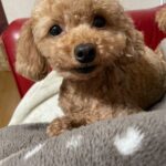 アイカドールかもの母犬「ガジュマロ」（トイプードル・アプリコット）