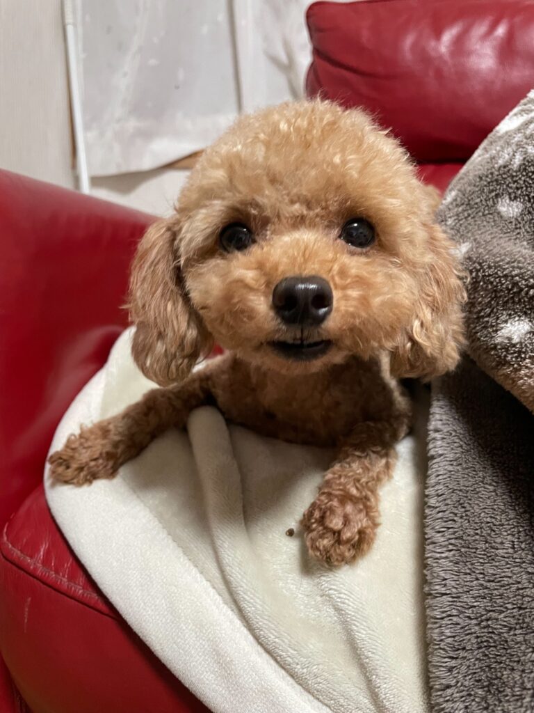 毛布にくるまってこちらを見る母犬「ガジュマロ」