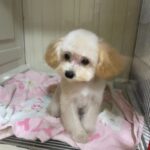 初めてのトリミングを終えたトイプードル 耳だけ色の濃い子のおすわり