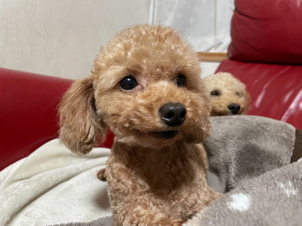 母犬「ガジュマロ」の横顔(アイカドールかも)