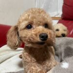 母犬「ガジュマロ」の横顔（アイカドールかも）