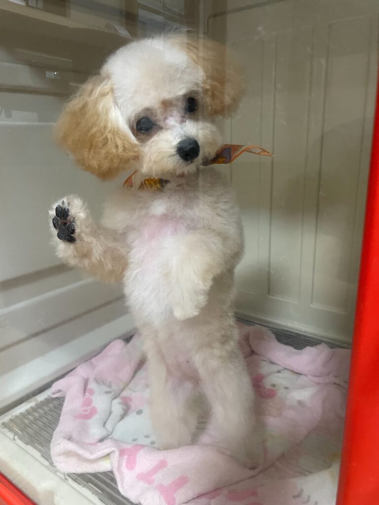 また手をついて立つトイプードル