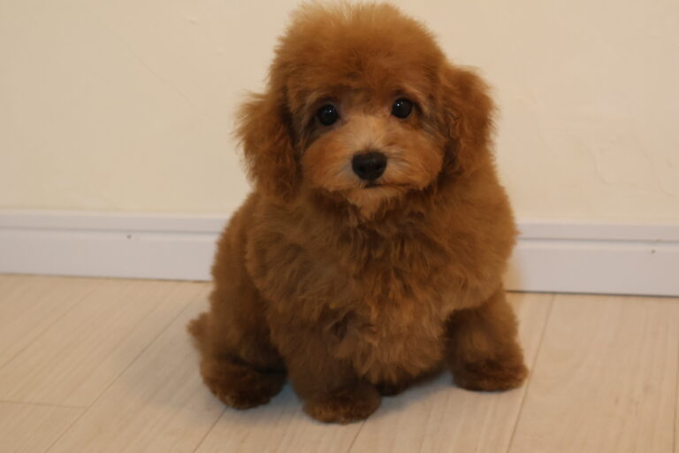 アイカドールかものトイプードルの子犬（男の子・アプリコット）