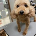 アイカドールかもの母犬「ハーブ」（トイプードル）
