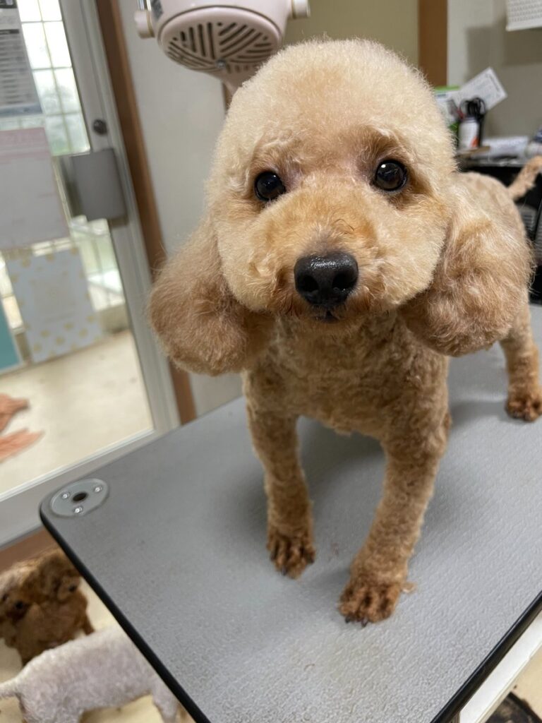 アイカドールかもの母犬「ハーブ」（トイプードル）