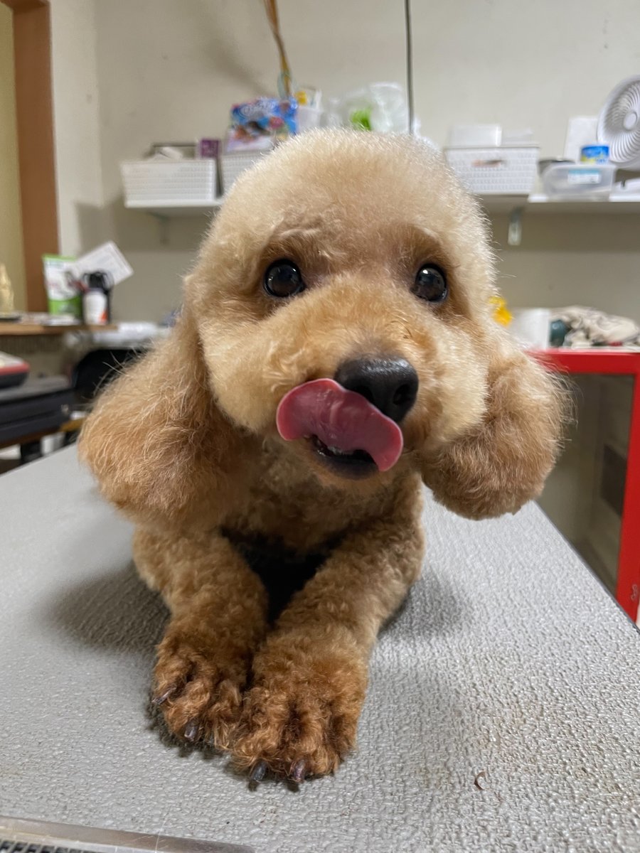 アイカドールかもの母犬「ハーブ」（トイプードル）ぺろっと舌を出した表情