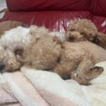繁殖を引退した犬たち