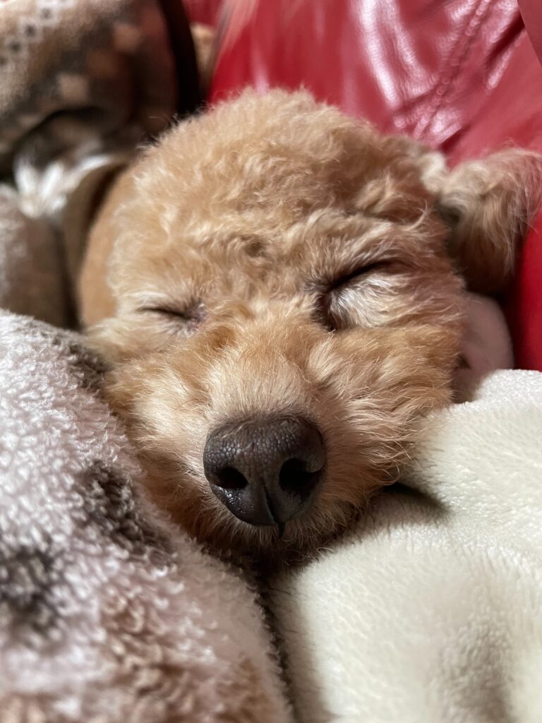 毛布の中でぐっすり眠る母犬「照子（てるこ）」