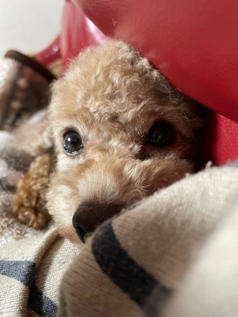 毛布から顔をのぞかせる母犬「照子（てるこ）」