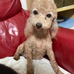 アイカドールかもの母犬「照子（てるこ）」（トイプードル）
