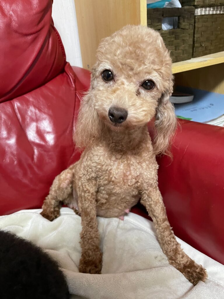ソファでおすわりする母犬「照子(てるこ)」
