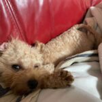 アイカドールかもの母犬「ここみ」（トイプードル・レッド）