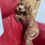 アイカドールかもの母犬「根子（ねこ）」（トイプードル・アプリコット）