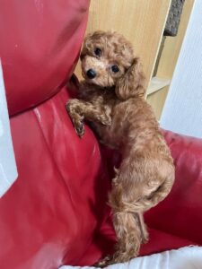 アイカドールかもの母犬「根子（ねこ）」（トイプードル）