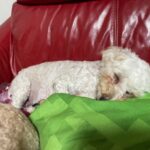 アイカドールかもの母犬「シルク」（トイプードル・クリーム）