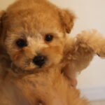 ティーカッププードルの子犬 男の子 アプリコット 2026年8月27日生（つくしの子） 抱っこされた顔のアップ