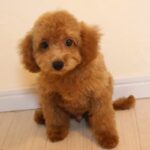 トイプードルの子犬 男の子 アプリコット 2026年7月30日生（ハーブの子） トリミング後 おすわり正面