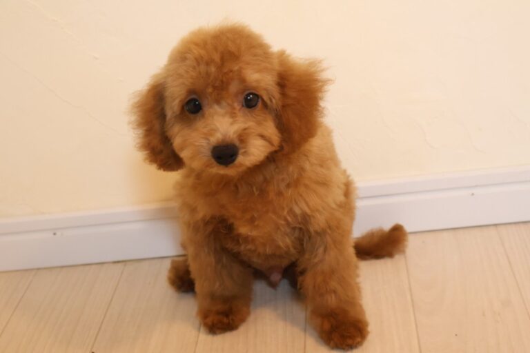 トイプードルの子犬 男の子 アプリコット 2026年7月30日生（ハーブの子） トリミング後 おすわり正面