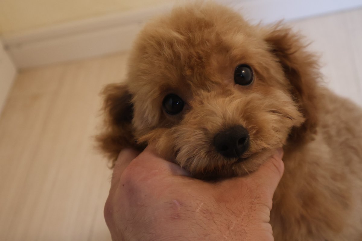 トイプードルの子犬 男の子 アプリコット 2026年7月30日生（ハーブの子） 手にあごを乗せた顔のアップ