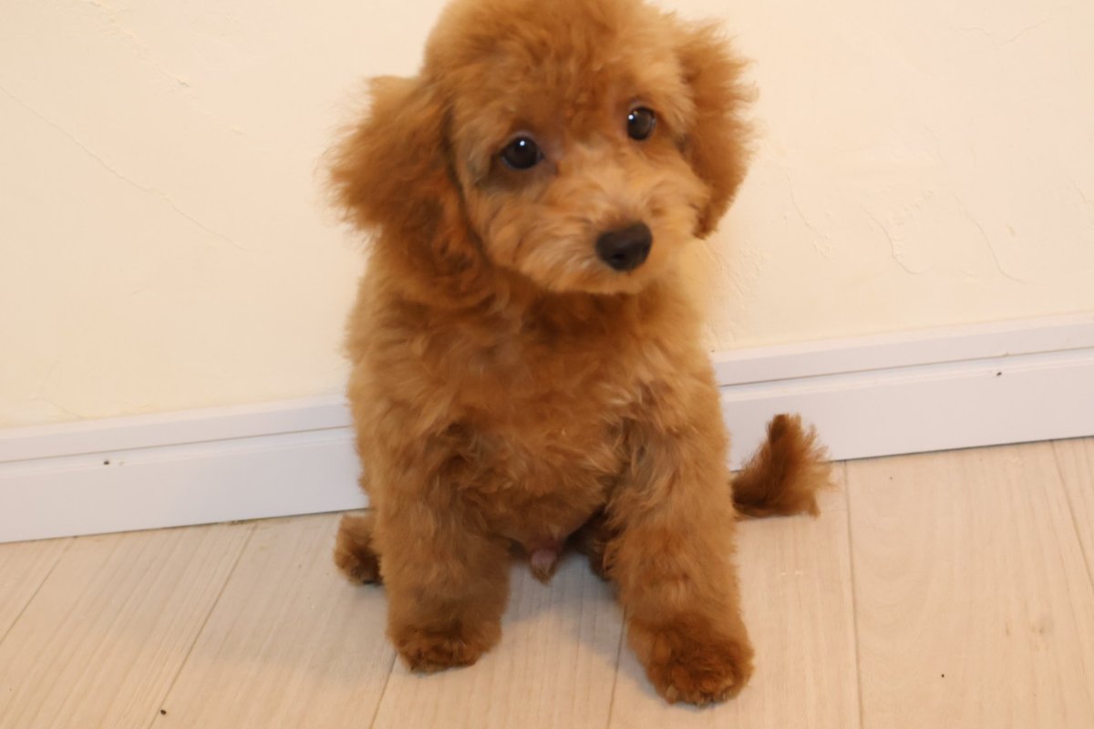 トイプードルの子犬 男の子 アプリコット 2026年7月30日生(ハーブの子) 首をかしげておすわり