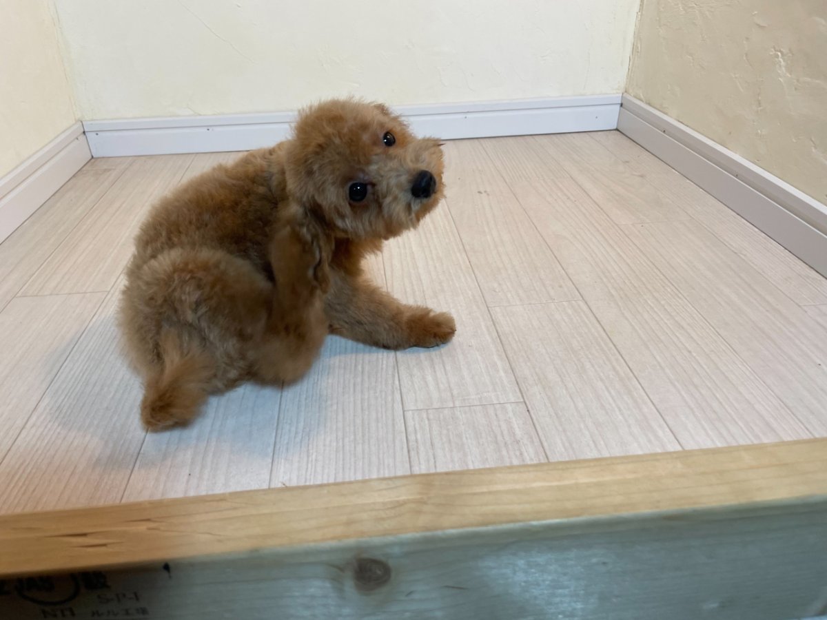 トイプードルの子犬 男の子 アプリコット 耳のうしろをかいているところ