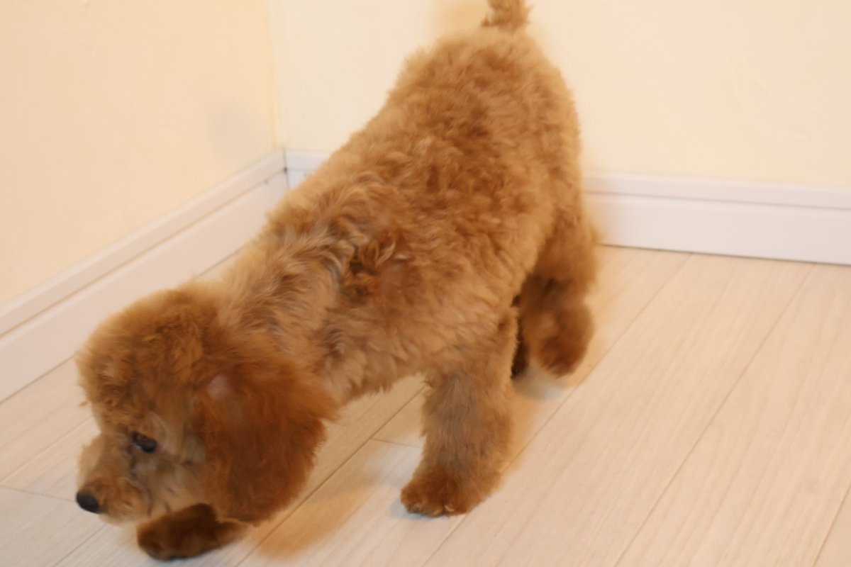 トイプードルの子犬 男の子 アプリコット 床のにおいをかいているところ