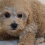 タイニープードルの子犬 女の子 アプリコット 2026年8月19日生（光の子）