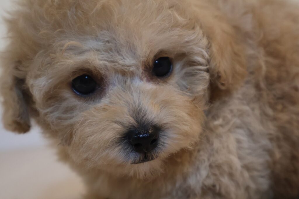 タイニープードルの子犬 女の子 アプリコット 2026年8月19日生