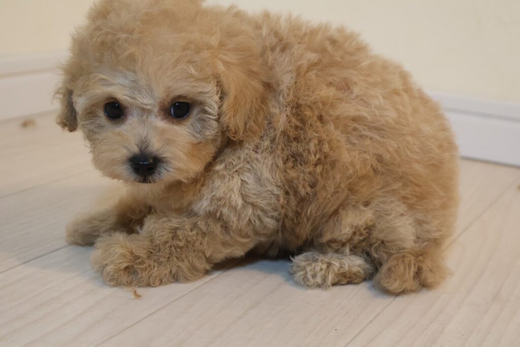 タイニープードルの子犬 女の子 アプリコット 2026年8月19日生
