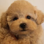 タイニープードルの子犬 女の子 アプリコット 2026年8月19日生 顔のアップ
