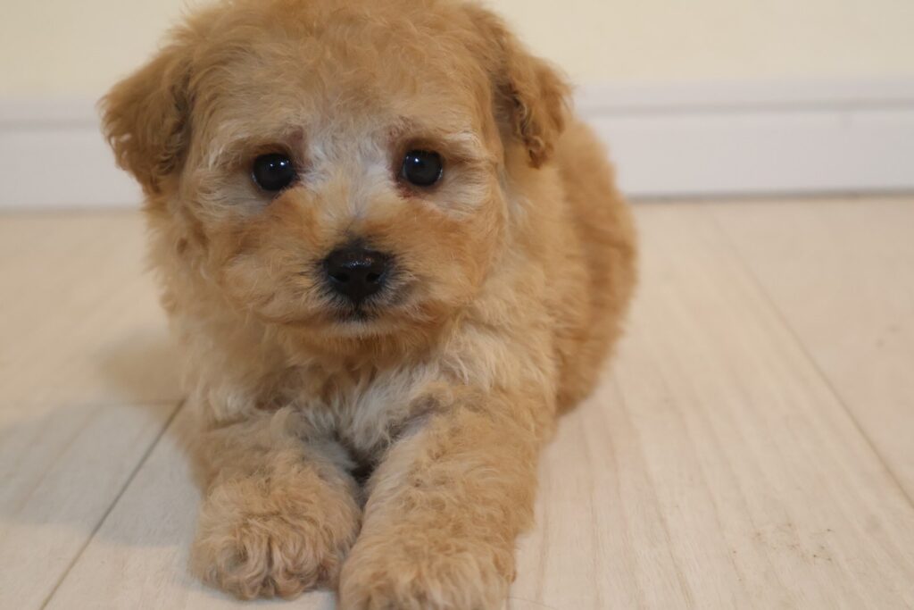 ティーカッププードルの子犬 男の子 アプリコット 2026年8月27日生（つくしの子）