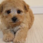 ティーカッププードルの子犬 男の子 アプリコット 2026年8月27日生（つくしの子）