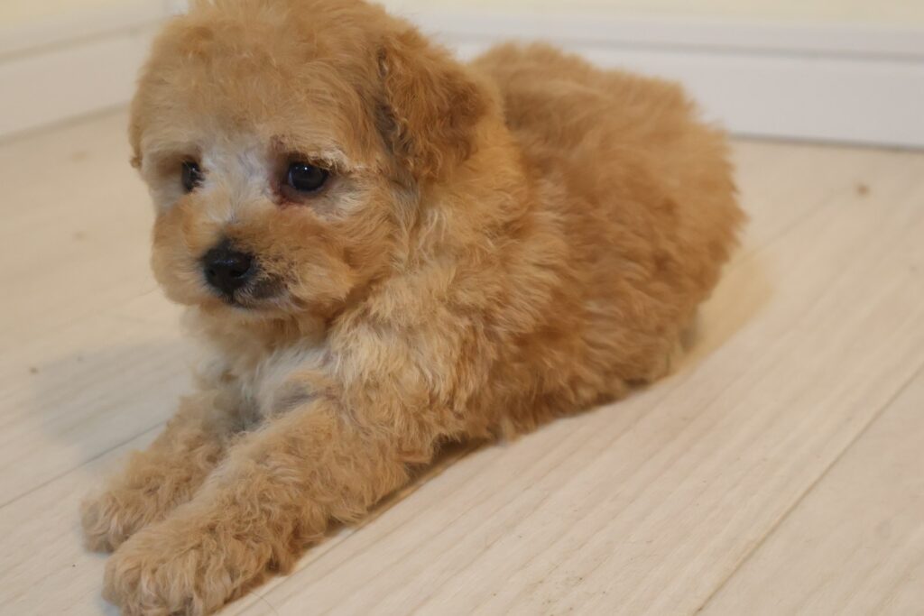 ティーカッププードルの子犬 男の子 アプリコット 2026年8月27日生