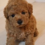 トイプードルの子犬 女の子 レッド 2026年9月14日生（うっとりの子） お座りして見上げる顔
