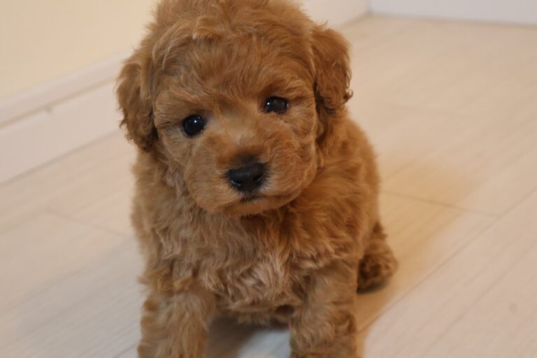 アイカドールかものトイプードルの子犬（女の子・レッド）