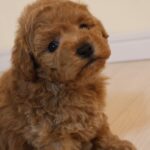 トイプードルの子犬 男の子 レッド 2026年9月14日生（うっとりの子） 首をかしげた横顔