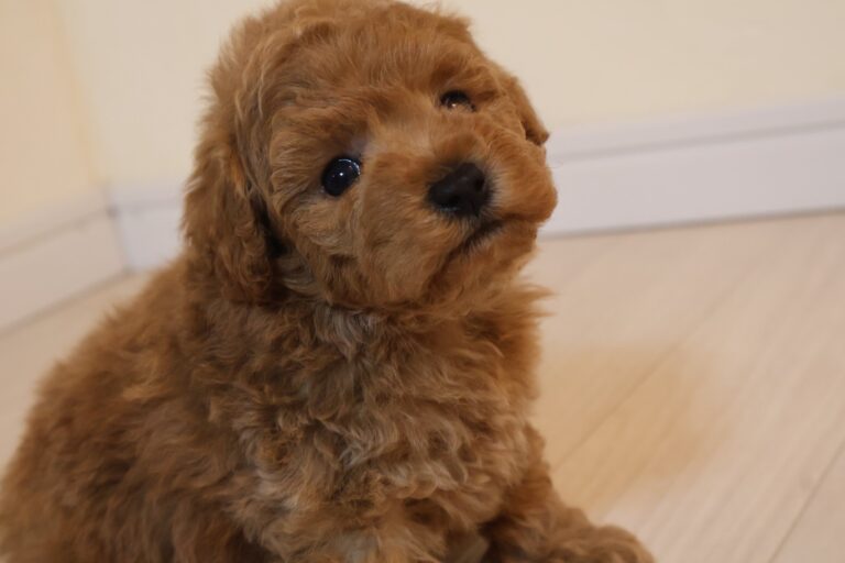 アイカドールかものトイプードルの子犬（男の子・レッド）
