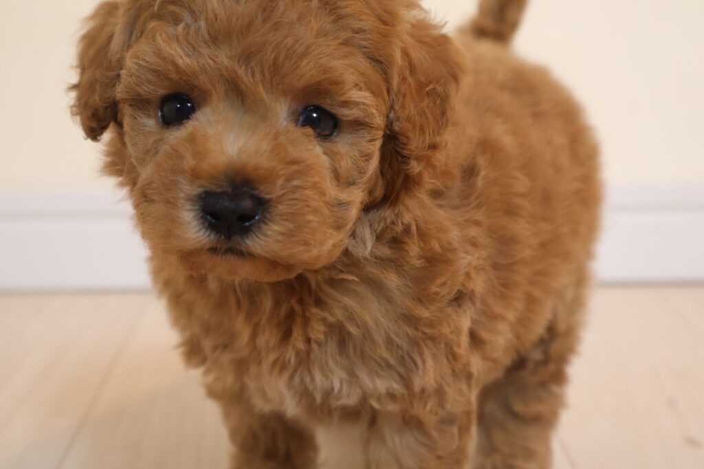 トイプードルの子犬 男の子 レッド 2026年9月14日生（うっとりの子） 正面から見た顔